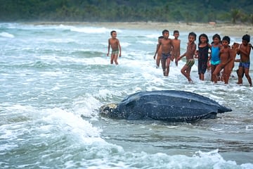 Guna Yala San Blas Leatherback