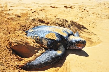 Leatherback Turtle (Dermochelys coriacea)